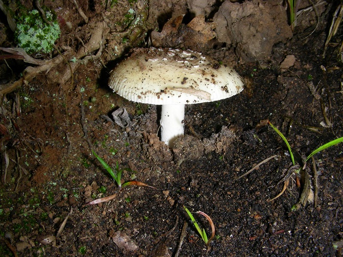 657 Aprile vecchio ritrovamento